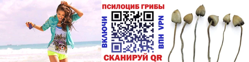 Псилоцибиновые грибы Psilocybine cubensis  кракен ссылки  маркетплейс состав  Можайск 